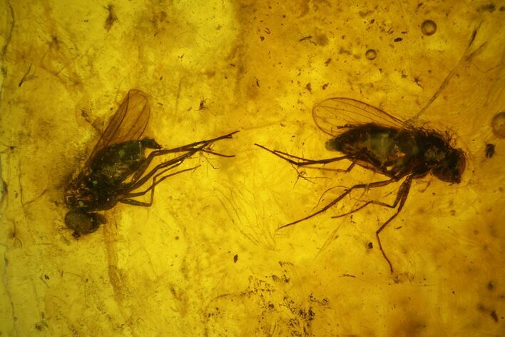 Two Detailed Fossil Flies (Diptera) In Baltic Amber #139025